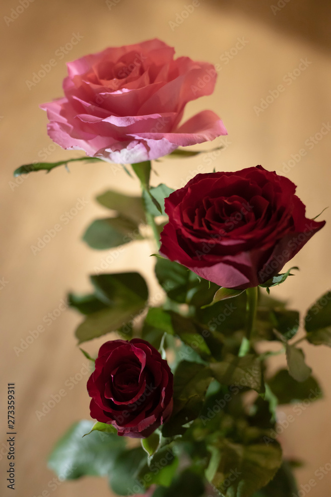 Close ups of pink purple roses 