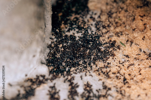 The extermination of the colony of black ants. Dead ants in the home garden. Small vrelitele with the garden. Disinfection of ants in the house. Anti-insect treatment