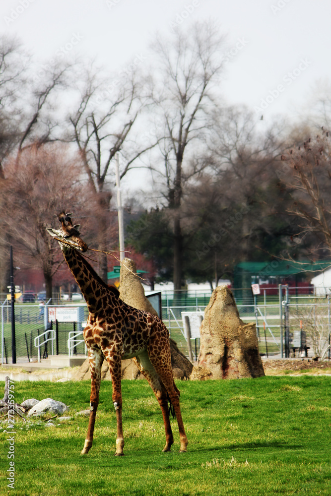 Fototapeta premium zoo animal