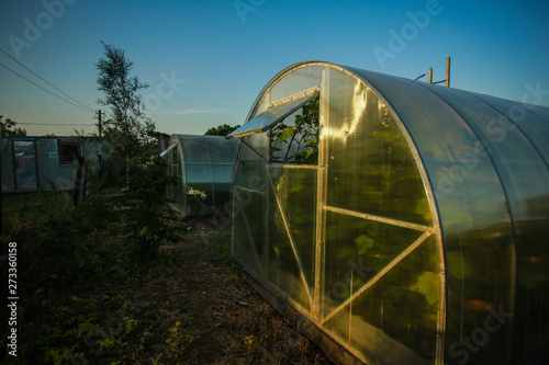Cultural plants in the greenhouse / organic homemade vegetables © viktoria_koks