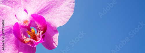 Photo Flower of wild orchid on a background of blue sky, close-up