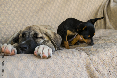 Chihuahua and mastin puppies on light sofa © Sofia