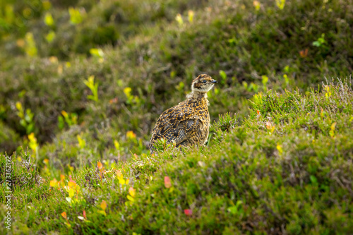 Red Grouse chick in the month of June in natural moorland habitat.  Horizontal.  Space for copy.