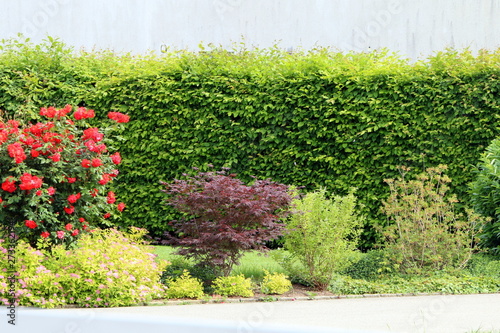 Moderne Gartenanlage mit Blüh-Sträuchern und Hecke, Rosenbusch, Ahorn, Blühsträucher, Buchenhecke