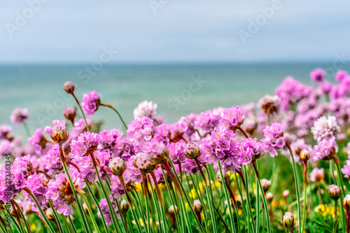 Pink Flowers by the sea coast with ocean background backdrop, Dorset, England, UK