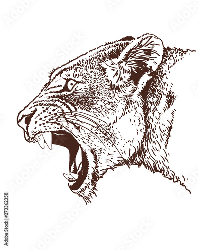 Graphical vintage portrait of puma,vector sepia illustration