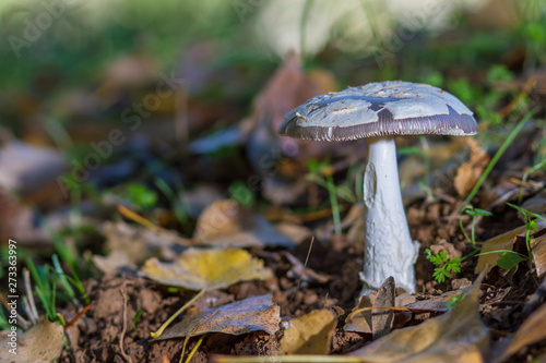 mushroom in the forest on bed of leaves