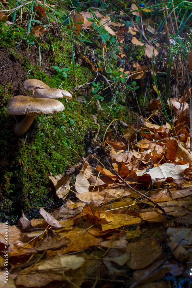 Fototapeta premium mushroom in the forest on bed of leaves