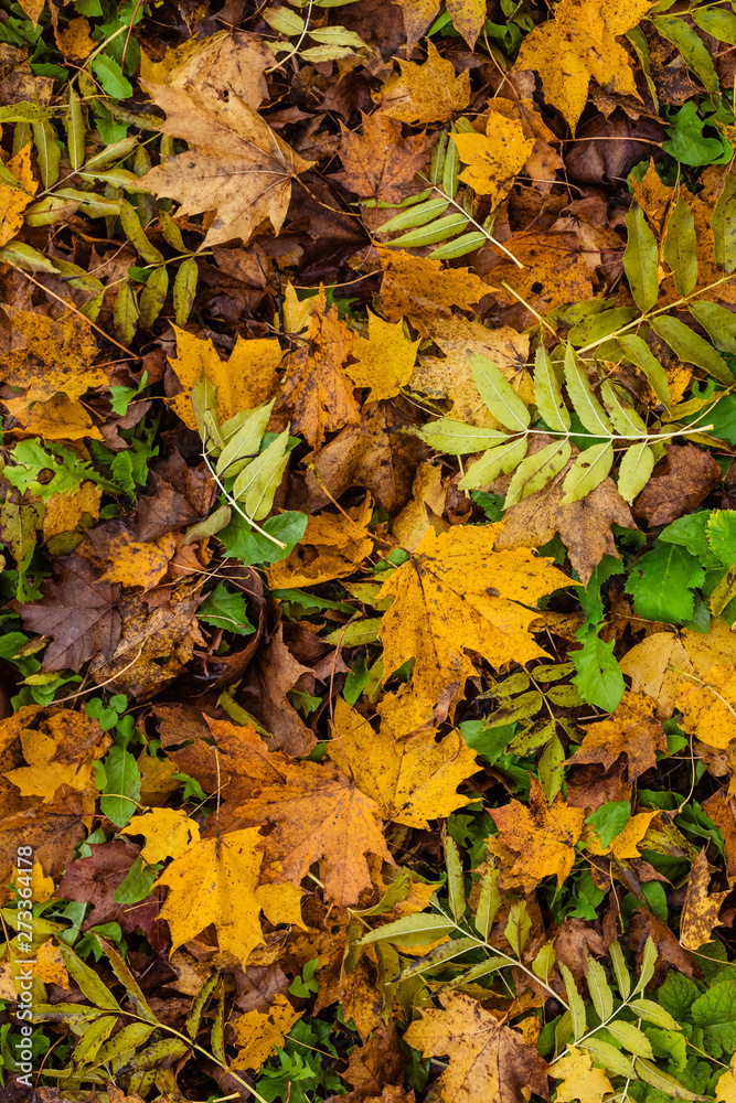autumn forest, red and yellow leaves, blue sky autumn forest, red and yellow leaves, blue sky