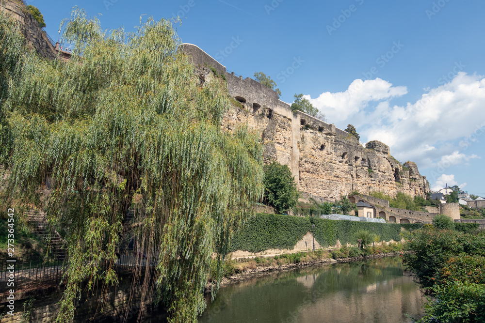 Weeping willow along Alzette river in Luxembourg city downtown Grund