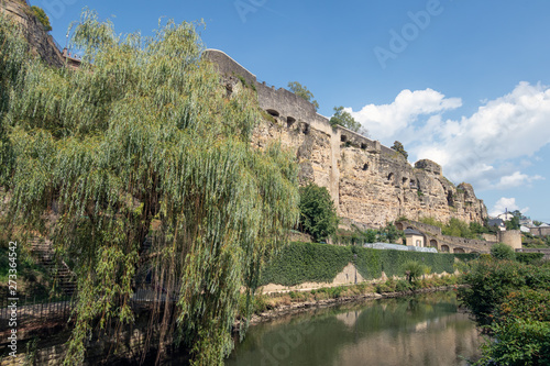 Weeping willow along Alzette river in Luxembourg city downtown Grund