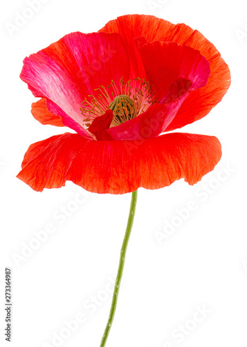 Flower of red poppy, lat. Papaver, isolated on white background © kostiuchenko