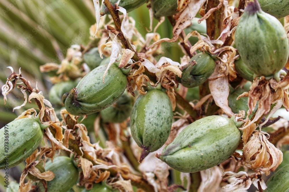 Fotografia do Stock SOURCE OF THE SEEDS, botanically Yucca Schidigera