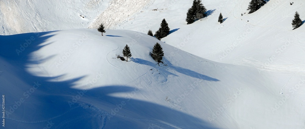 Trees On A Mountain Slope