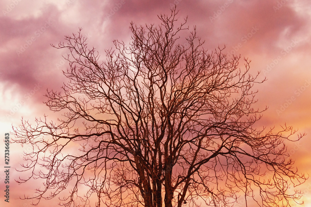 Autumn. Silhouette of a tree without leaves against the sunset sky Autumn. Silhouette of a tree without leaves against the sunset sky