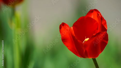 red tulip on green background of grass