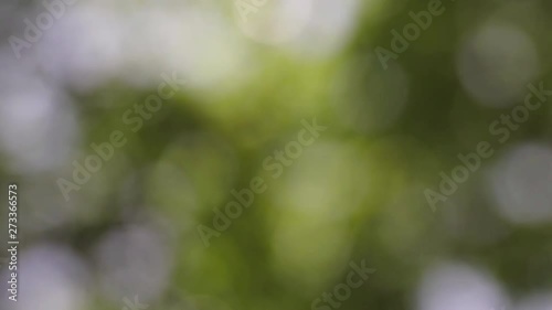 Sunlight shining through the leaves of trees, natural blurred background, Nature abstract background, nature green bokeh