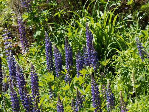 Lupinus polyphyllus - Lupin des jardins ou lupin à folioles devenu sauvage  photo