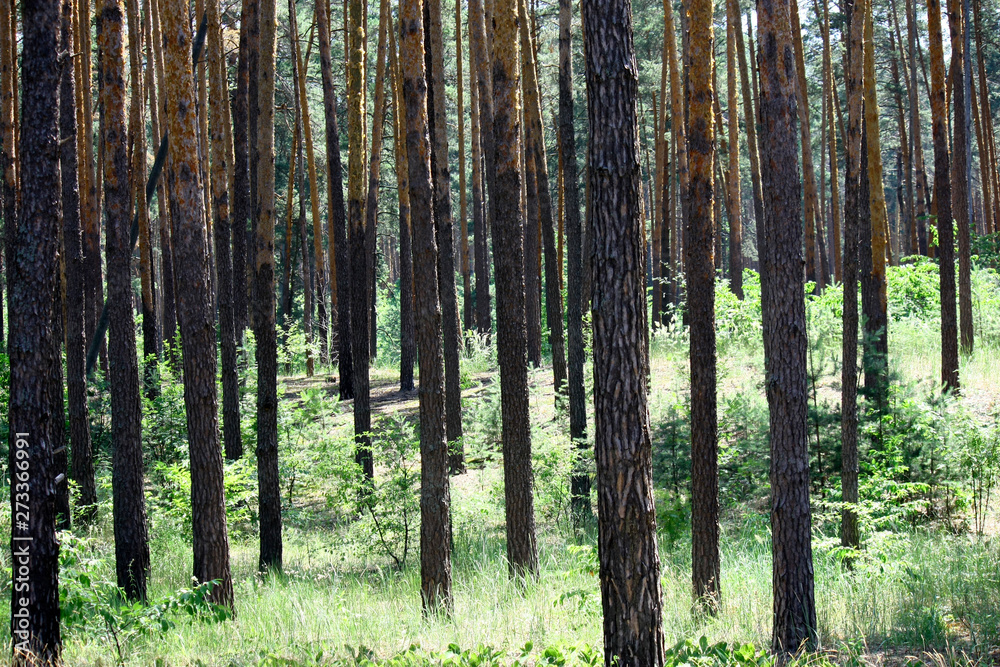 Fototapeta premium Sun rays in a beautiful green forest. Forest background can be used as wallpaper.