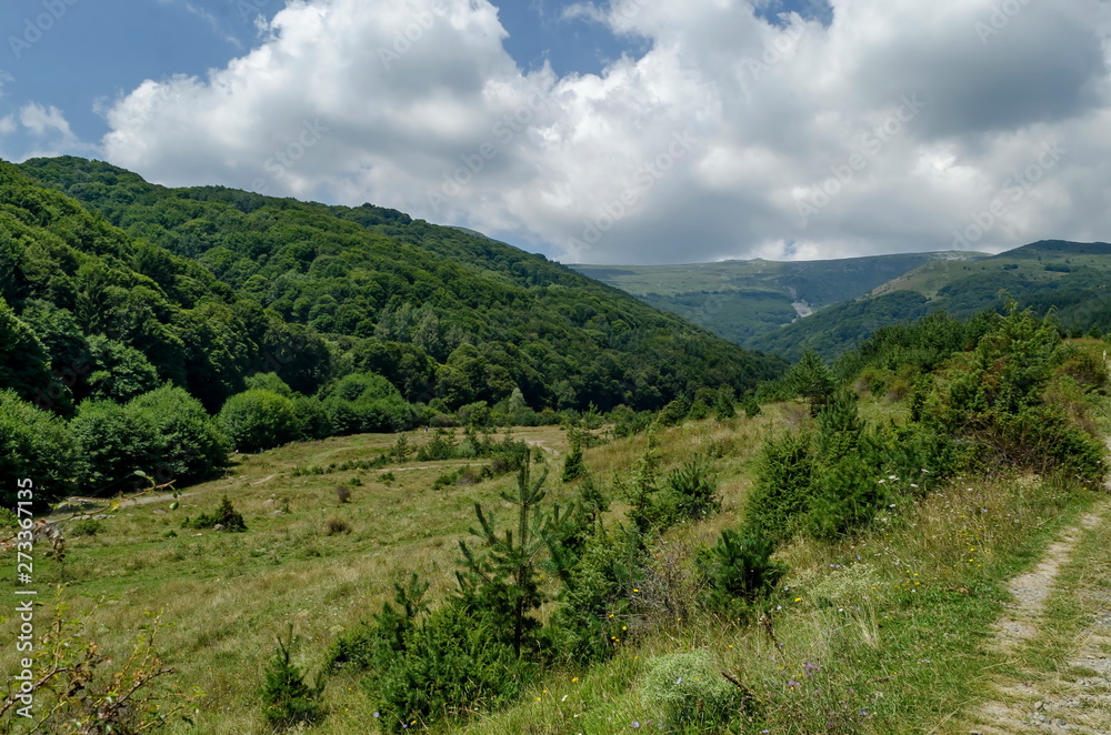 Panorama of glade and green forest in front of Black peak, Vitosha mountain, Bulgaria Panorama of glade and green forest in front of Black peak, Vitosha mountain, Bulgaria