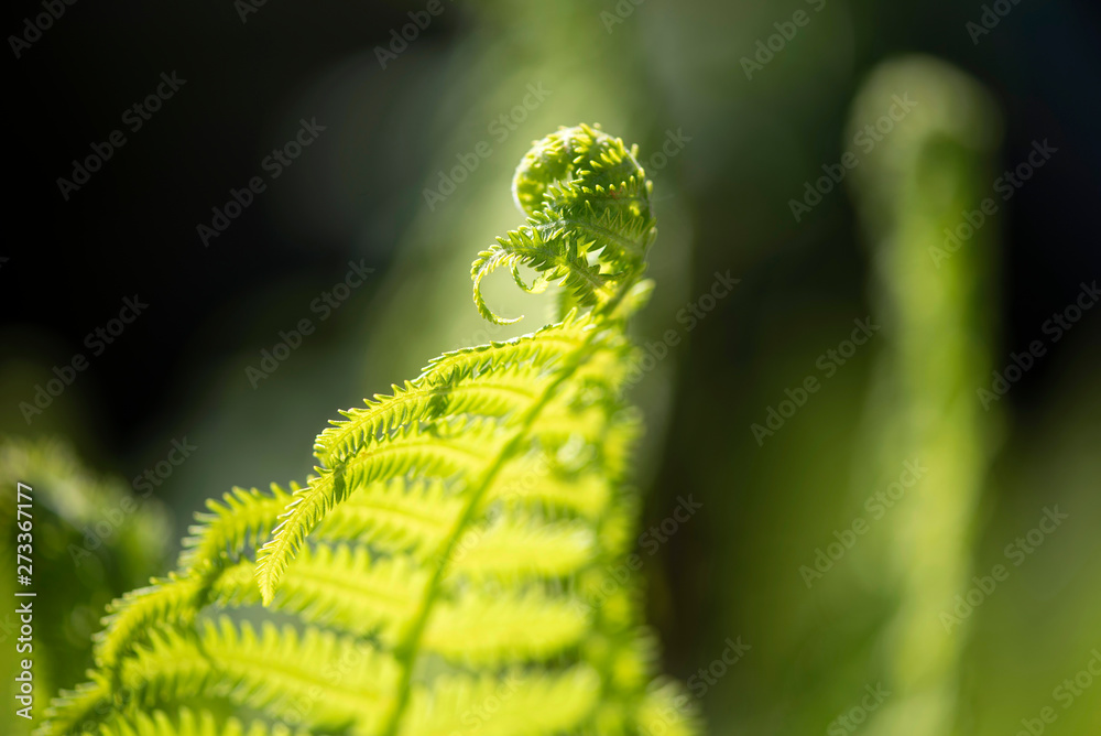 Fototapeta premium close up of fern