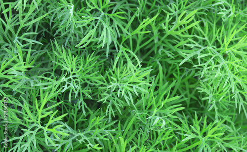 Herbal green background. Dill