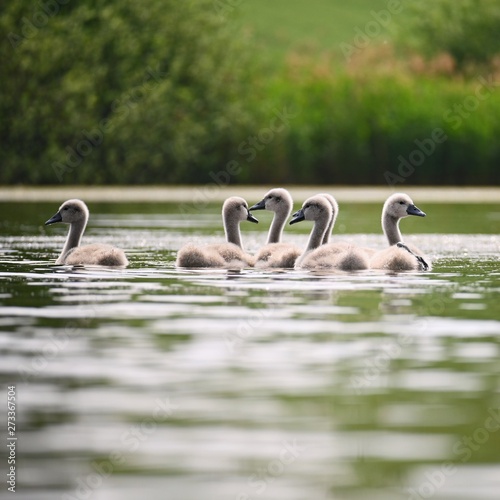 Beautiful swans with cubs on a pond. Natural colorful background with wild beautiful birds. (Cygnus)
