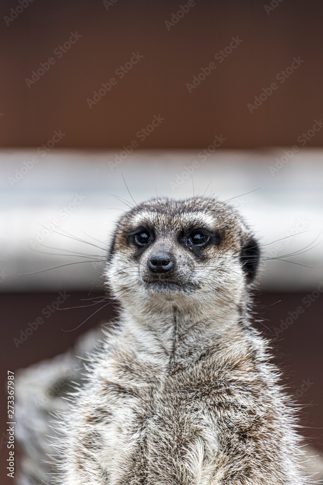 Portrait of a meerkat resting and watching Portrait of a meerkat resting and watching
