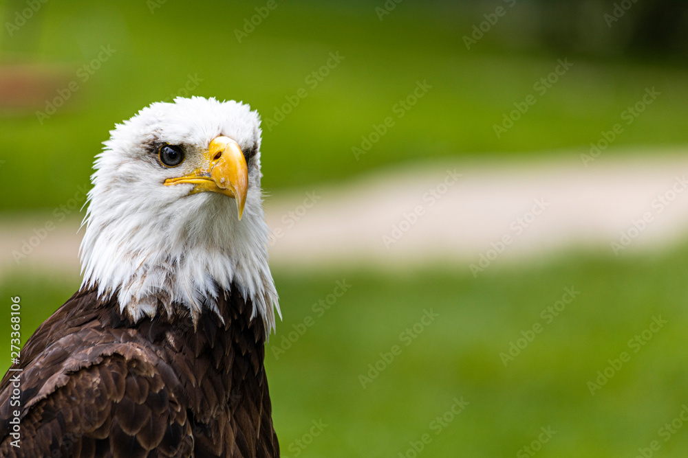 Portrait of a incredible fishery eagle in a sunny day Portrait of a incredible fishery eagle in a sunny day