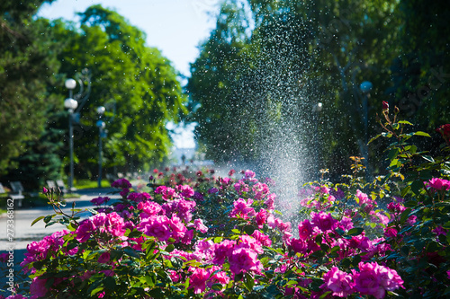 Watering lawn and rose flowers in the morning in park