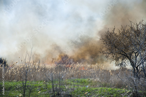 Fire, strong smoke. Burning reed in the swamp. Natural disaster