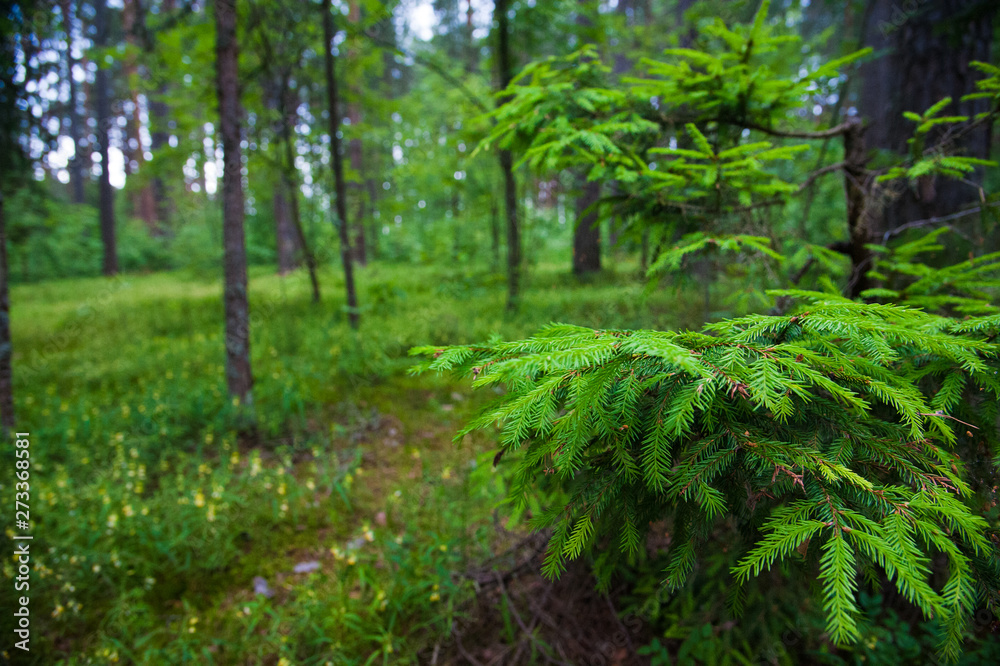 Green prickly branches of a fur-tree or pine Green prickly branches of a fur-tree or pine