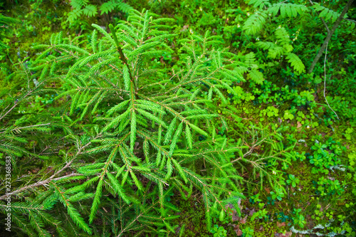 Green prickly branches of a fur-tree or pine