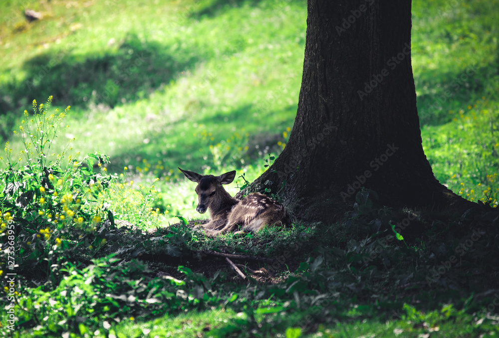 Fototapeta premium White-tailed deer baby in the summer forest in austria