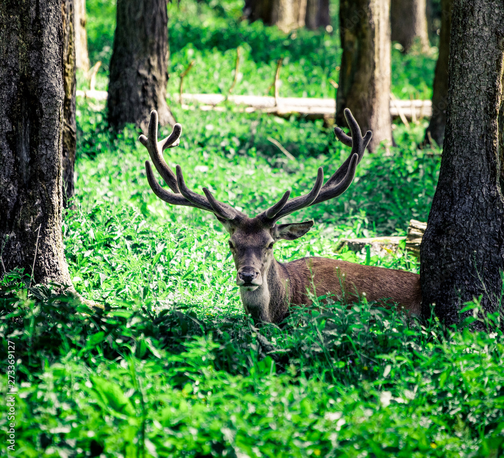 A young Red deer stag in the summer forest