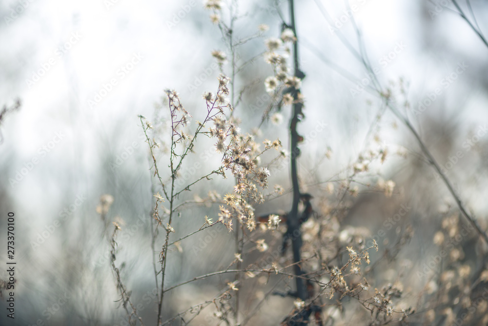 Dried new england aster flowers in a savanna prairie field in winter