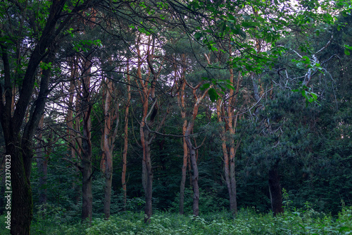 forest