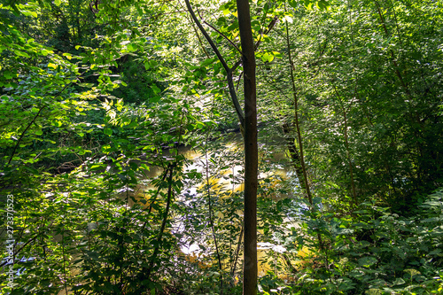 river in the forest