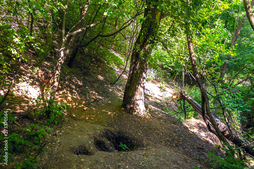 forest