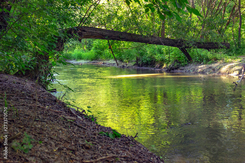 river in the forest
