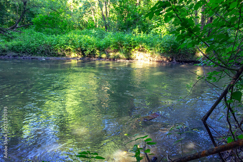 river in the forest