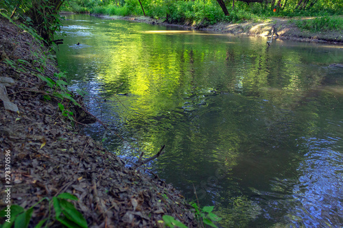 river in the forest