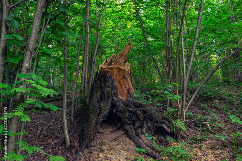 forest