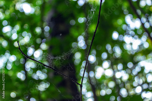 spiders web in the forest