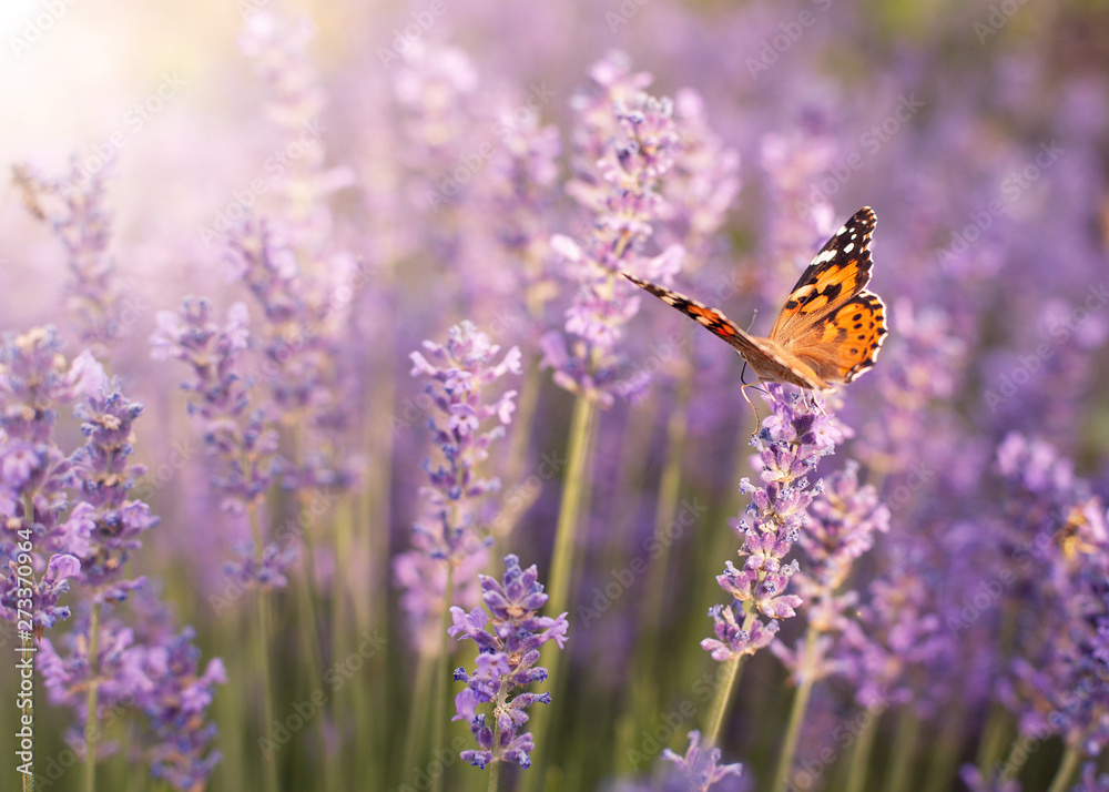 lavender bushes in the sun with fluttering butterflies lavender bushes in the sun with fluttering butterflies