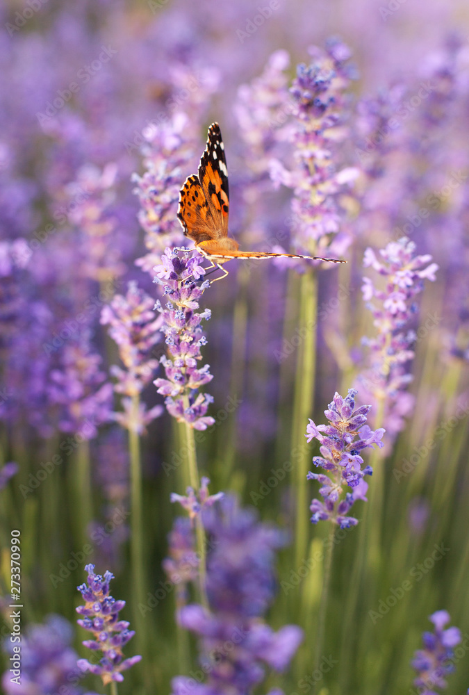 purple lavender bushes in the sunshine with a fluttering butterfly, vertical frame