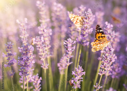 purple lavender bushes in the sun with fluttering butterflies gathering pollen close-up, horizontal frame