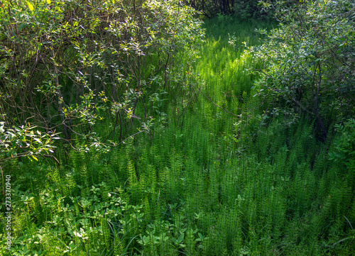 forest