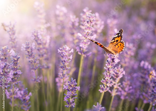 lavender bushes in the sun with fluttering butterflies