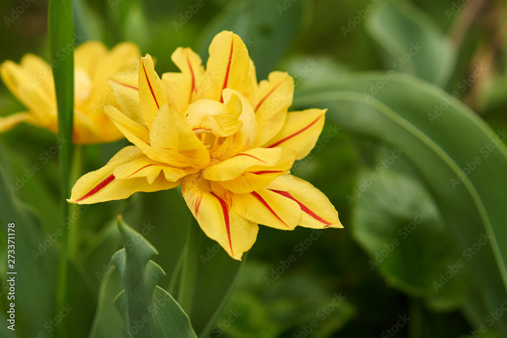 A closeup of beautiful yellow Tulip carnaval de nice and green leafs A closeup of beautiful yellow Tulip carnaval de nice and green leafs